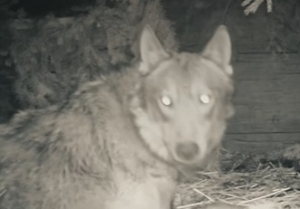 Twój 1,5% realnie wspiera rehabilitację wilków!