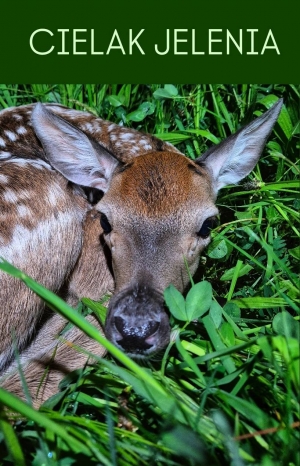 Spójrz na ich twarze!