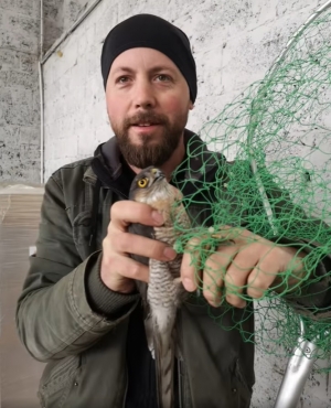 Krogulec w opałach! Mysikr&oacute;lik z odsieczą!