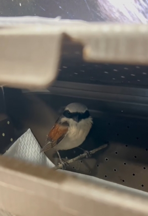 Ile naliczyliście pacjent&oacute;w w naszym szpitaliku dla dzikich zwierząt?