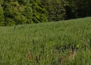 Krótka historia dorastania zająca.