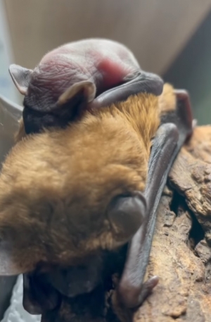 Pierwszy taki przypadek w Mysikr&oacute;liku!