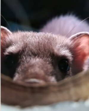 Kuna domowa w wersji przyjaznej.