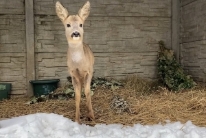 Dzień dobry z Mysikr&oacute;lika!