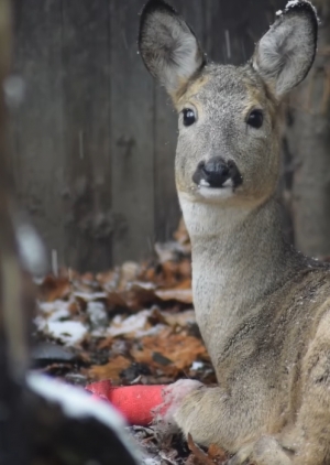 Pierwszy śnieg w Mysikr&oacute;liku ❄