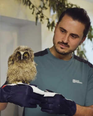 W Polsce występuje 13 gatunk&oacute;w s&oacute;w, z czego 10 jest lęgowych.