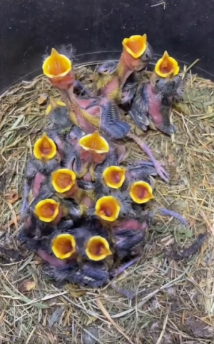 Co w Mysikr&oacute;liku piszczy?!