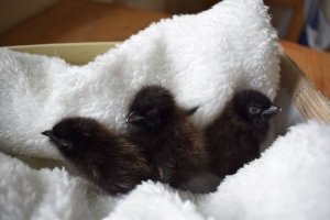 Derkacz &ndash; ptak widmo