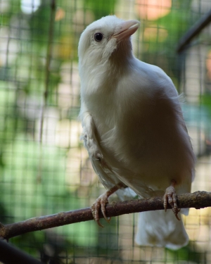 &bdquo;Biały kruk&rdquo; wśr&oacute;d s&oacute;jek.