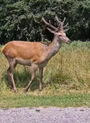 Powr&oacute;t do głębi lasu.