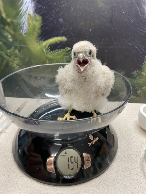 Wiosenna zbi&oacute;rka dla dzikich zwierząt!