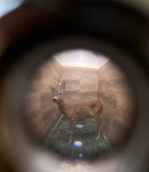 Potrącony kozioł z Sarniego Stoku w Bielsku-Białej. Jak tak dalej p&oacute;jdzie to zostanie tylko Stok.