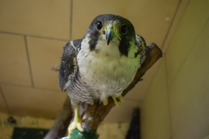 Sok&oacute;ł Wędrowny