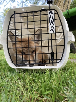 Skandaliczne metody walki z "uciążliwymi" zwierzętami.