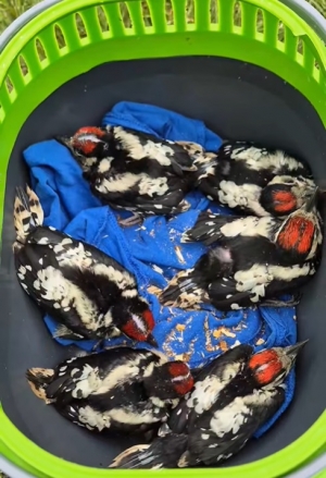 Okres lęgowy to szczeg&oacute;lny czas dla przyrody.