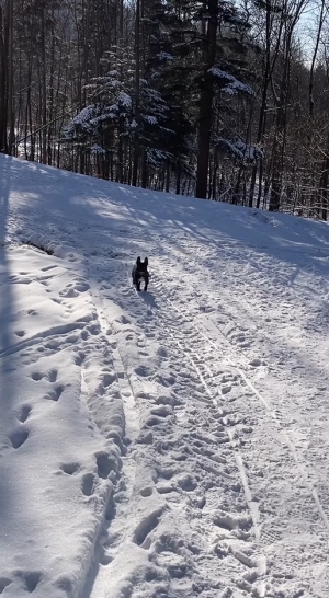 Kochani opiekunowie tych wspaniałych czworonog&oacute;w.