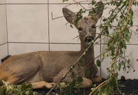 Dwa tygodnie sarny w naszym ośrodku.