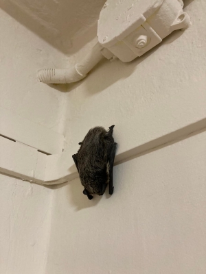 W ocieplonych styropianem blokach coraz trudniej o szczeliny i kryj&oacute;wki!