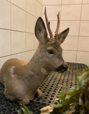 Sarny to w Mysikr&oacute;liku codzienność!