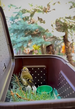 Kolizje ptak&oacute;w