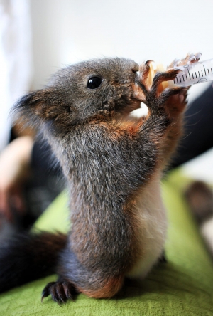 Wiosną może się zdarzyć, że znajdziecie w swoim ogrodzie, czy w parku młode wiewi&oacute;rki.