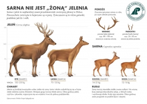 Sarna nie jest "żoną" jelenia!