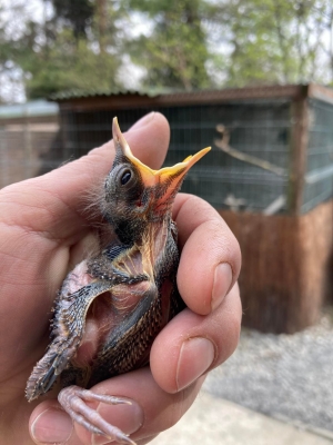 Pierwszy pisklak w Mysikr&oacute;liku w tym roku!
